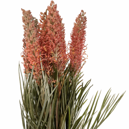 Grevellia Peach israeli