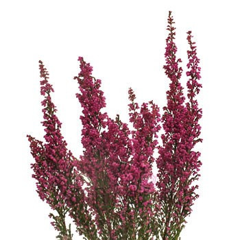 Heather Holiday camflor