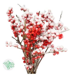 Ilex Bq Frost Wax holl 60cm(10ST)