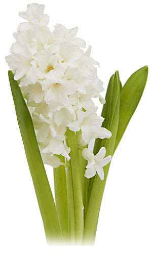 HYACINTH holl white(aiolos)