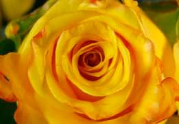Sonrisa 40 florisma