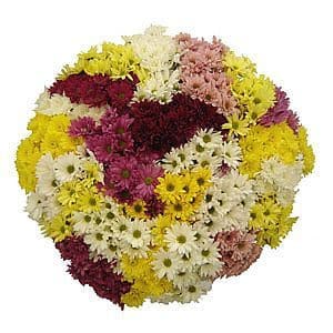 Pom Cdn(24case)gdns