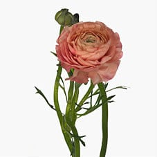 Ranunculus Aazur Salmon holl