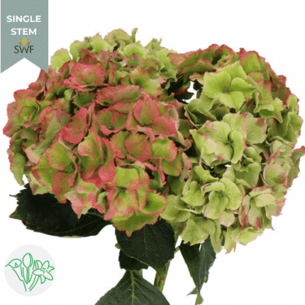 Hydrangea Classic Antique holl