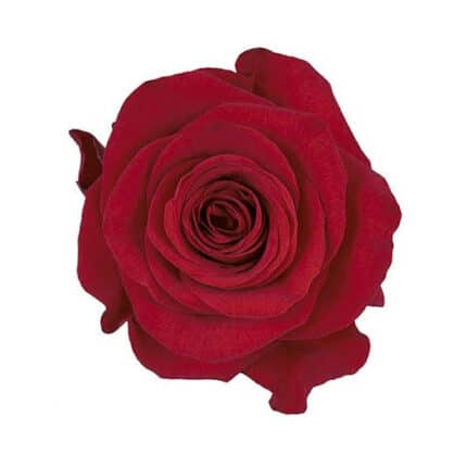 Rose Checkmate 60cm rprima