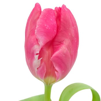 Tulip HotPk Parrot can.