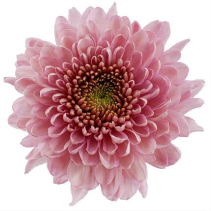 Mum Disbud Empress Pink tessa