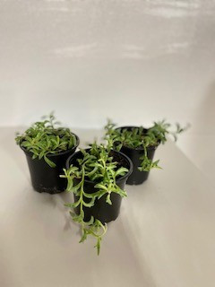4" POTTED STRING OF DOLPHINS