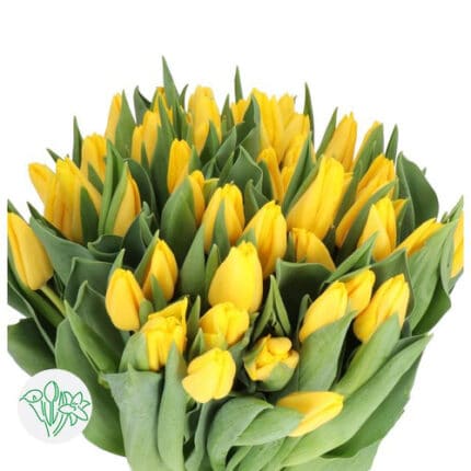 Tulip Dk Yellow Dutchmaster holl