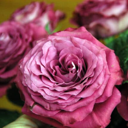 Rose Precious Moments Garden rose (12 stem) alex
