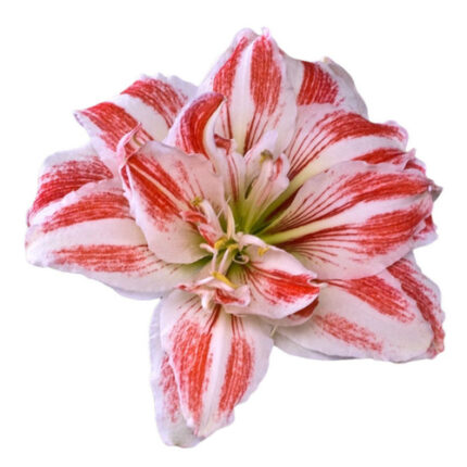 Amaryliss Peppermint holl(STEM