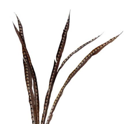 Feather Pheasant Lady Amhurst