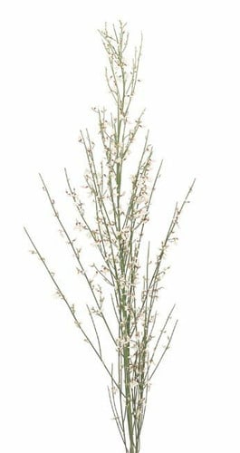 Ginestra White anton