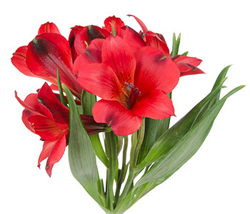 Alstro Samurai gdn sel red
