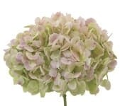 Hydrangea Antique Pink ob(STEM