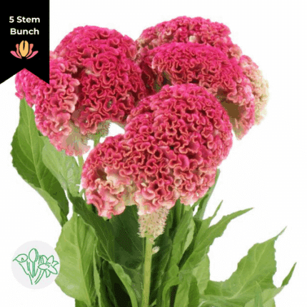 Coxcomb Pink  holl