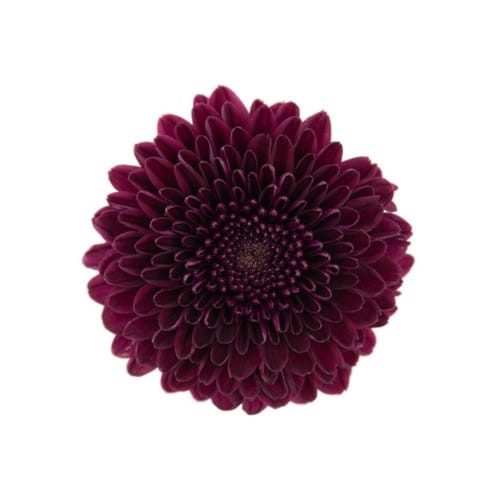 ad52a4d8-618c-49df-8560-63112a00f117.jpg Mum Disbud Button Aragon gdn p - Image 1