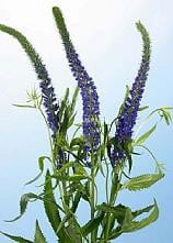 VERONICA blue mellano