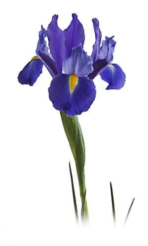 Iris Blue Magic(10case)holl
