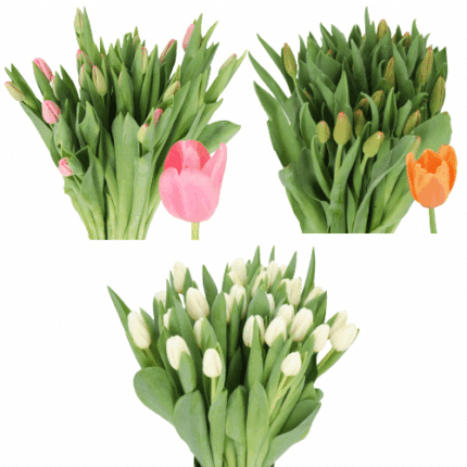 Tulip Antartica,Org Juice,Tres