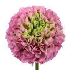 Ranunculus Pon Magic chile Pur
