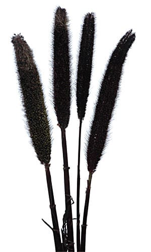 Millet purple haze cramer