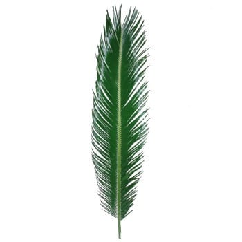 Sago Palms