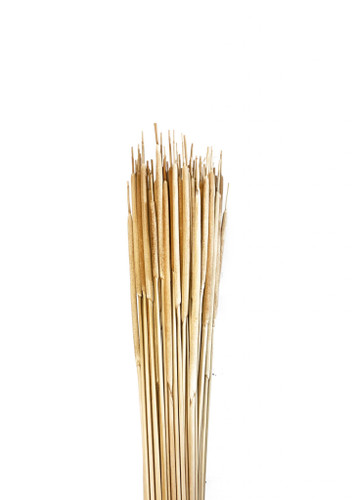 Cattails Pencil Lt Brwn Leo