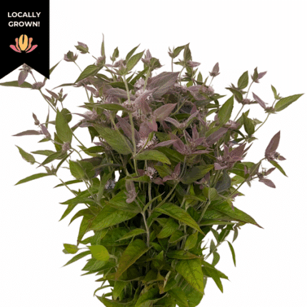 MountainMint Purple cramer