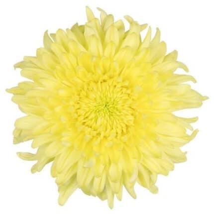 Mum Magnum Yellow sole