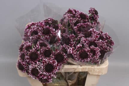 Scabiosa VanScoop holl