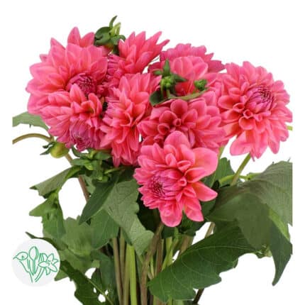 Dahlia Doris Duke holl