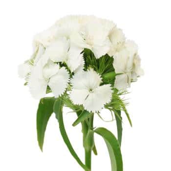 Dianthus Gipsy White camflor