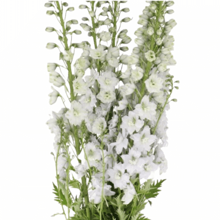 Delph Hybrid White 110cm valle