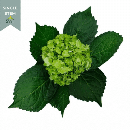 Hydrangea MiniGreen hydrafl.