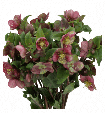 Helleborus Mammoth Pink holl