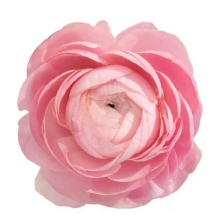 Ranunclus Clooney Pink rprima