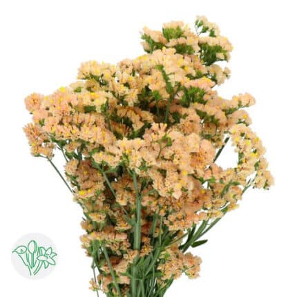Statice SinSin Apricot holl