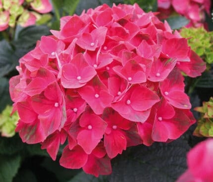 Hydrangea Magical Crimson Clas