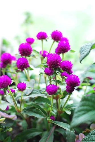 Gomphrena Purple mccreights
