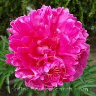 Peonie ht pk manetta