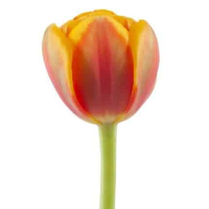 Tulip Dbl Red Yellow holl