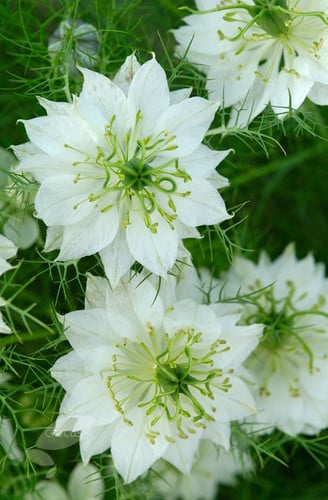 Nigella White by