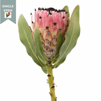 Protea Pink tutuli(STEM) - TR PRO PINK TUT