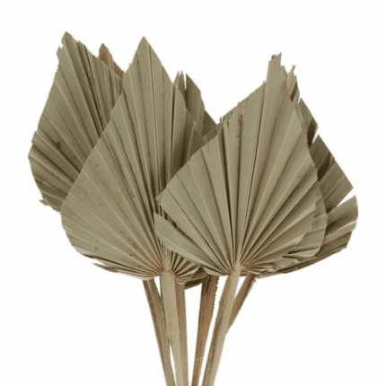 Palm Spear Natural holl