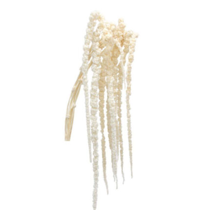 Amaranthus Bleached tosca(10st)