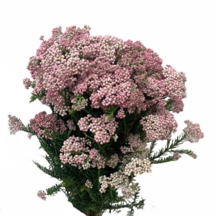 Riceflower Blush paradise