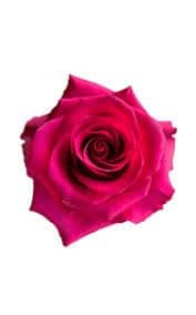 Rose Tina 50cm Rfi