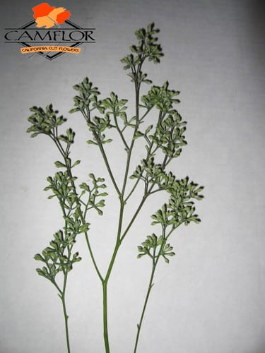 EUC clean seeded cal