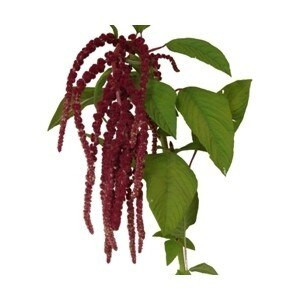 Amaranthus Red Hanging bellafl